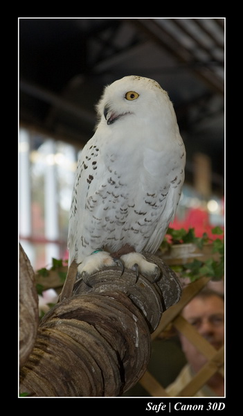 Sep 06 - Salon des animaux de compagnies - 77